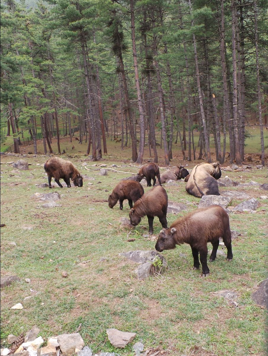 Takin - National Animal09